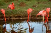 Flamingo.HI.Zoo.jpg