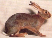 4 BelgianHare.jpg