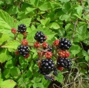 Blackberrieswk1.jpg