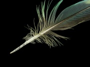 Parakeet.Feather.det.jpg