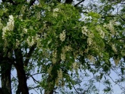 Robinia-pseudoacaciaf5.jpg