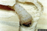 Old.House.borer larvae forestryimages.org.jpg