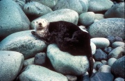 Sea Otter2.jpg