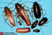 Grm.cockroach.life.stages Univ.Nebr.jpg