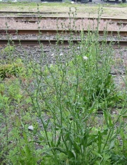 Image3 chicory.jpg