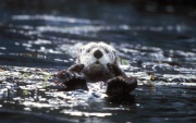 Sea Otter.jpg