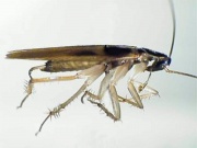 Image10 brownbandedcockroach.jpg