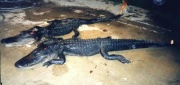 Alligatorwp2.jpg