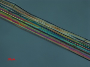 WM-019-09-21-09-DIC-400X-PM-2-9-overall fibers.jpg