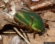 1366012 Green.june.beetle adult.env.jpg