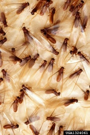 Formosan termite sticktrap forestryimages.org.jpg