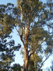Eucalyptustreevt.jpg