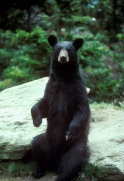 Black Bear.jpg