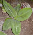 Musaceae.jpg