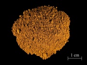 Quercitron powder 1.jpg