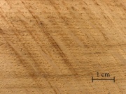 Brn.English oak.jpg