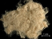 Ramie fibers overall.jpg