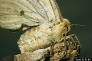 Imperial moth side forestryimages.org.jpg