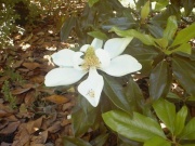 Magnoliawk1.jpg