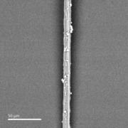 Surface 500x 2 apocynum cannabinum.tif