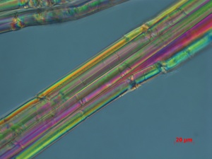 SM-027-07-31-09-DIC-400X-PM-3-9-overall fibers.jpg