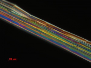 WM-018-09-21-09-POL-400X-PM-2-9-overall fibers.jpg