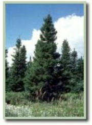 Image4 blackspruce.jpg
