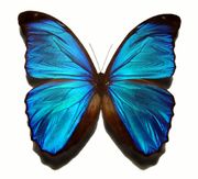 BlueMorph Butterfly irrid wik.jpg