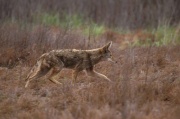 Coyote USFW.jpg
