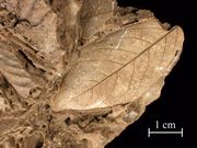 Fossilized leaves mag.jpg