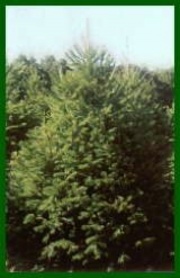 Image 10-balsam fir.jpg