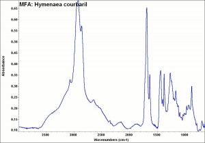 MFA- Hymenaea courbaril.jpg