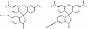 Tetramethyl rhodamine isothiocyanate.jpg